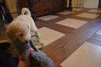 Small Photo #1 Goldendoodle Puppy For Sale in COVINGTON, GA, USA