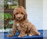 Small Goldendoodle (Miniature)