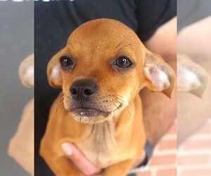 Chihuahua Dogs for adoption in Carrollton, TX, USA