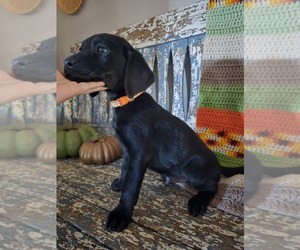 Labrador Retriever Puppy for sale in APPOMATTOX, VA, USA