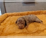 Puppy 8 Dachshund