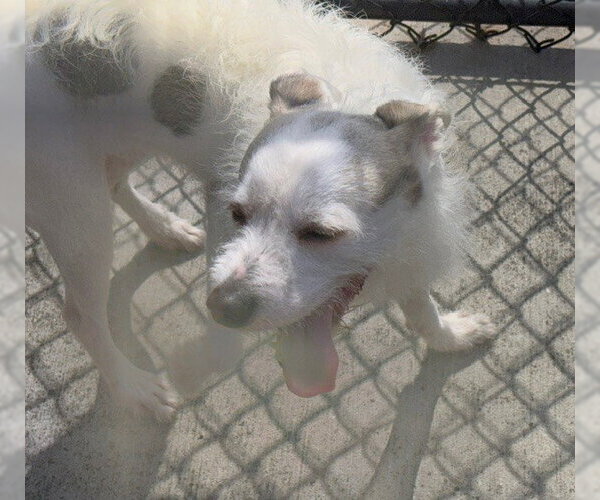 Medium Photo #1 Rat Terrier-Unknown Mix Puppy For Sale in Tulsa, OK, USA
