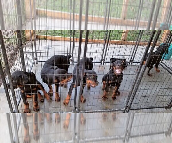 Medium Photo #80 Rottweiler Puppy For Sale in RIEGELWOOD, NC, USA