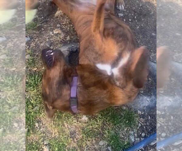 Medium Photo #6 Mutt Puppy For Sale in Holly Springs, NC, USA