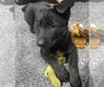 Small Photo #2 German Shepherd Dog Puppy For Sale in WILLIAMSPORT, IN, USA