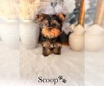 Image preview for Ad Listing. Nickname: Yorkie