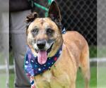 Small #1 German Shepherd Dog Mix