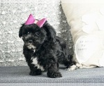 Small Photo #3 Poodle (Toy)-Yorkshire Terrier Mix Puppy For Sale in WARSAW, IN, USA
