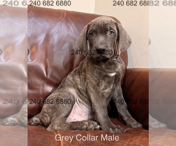 Medium Photo #1 Cane Corso Puppy For Sale in LA PLATA, MD, USA