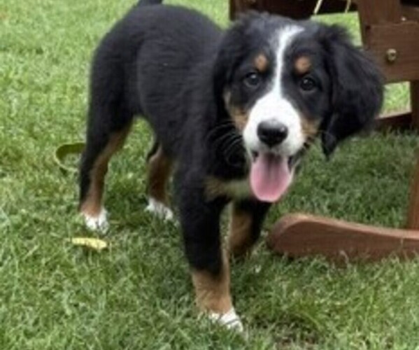 Medium Photo #9 Bernese Mountain Dog Puppy For Sale in SPRINGFIELD, OH, USA