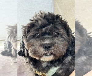 Father of the Maltipoo-Shih-Poo Mix puppies born on 07/01/2025
