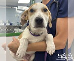Small #3 Labrador Retriever Mix