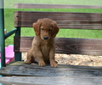 Small Photo #29 Golden Retriever Puppy For Sale in GREENWOOD, WI, USA