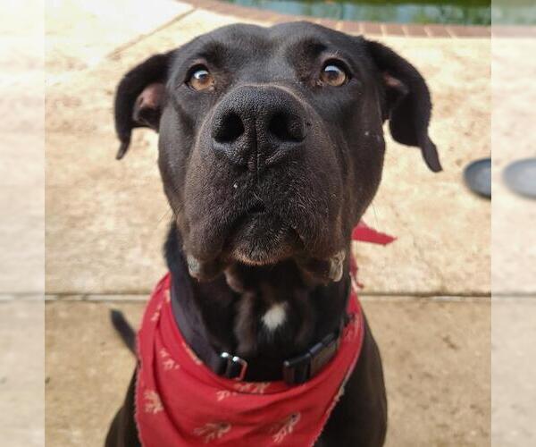Medium Photo #2 Labrador Retriever-Unknown Mix Puppy For Sale in San Antonio, TX, USA