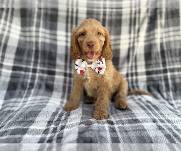 Medium Photo #3 Cock-A-Poo Puppy For Sale in LAKELAND, FL, USA