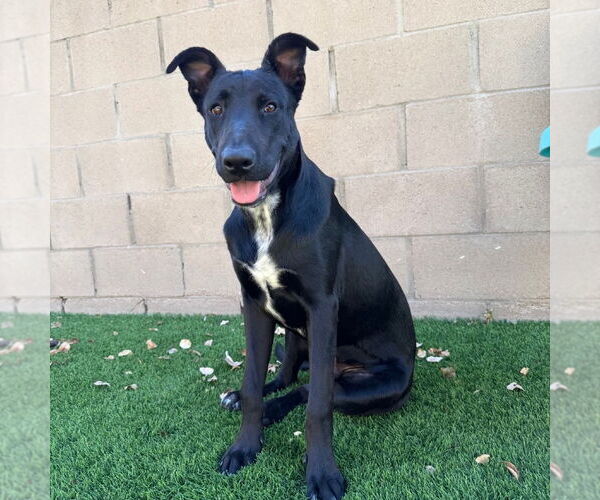 Medium Photo #1 Mutt Puppy For Sale in Oceanside, CA, USA