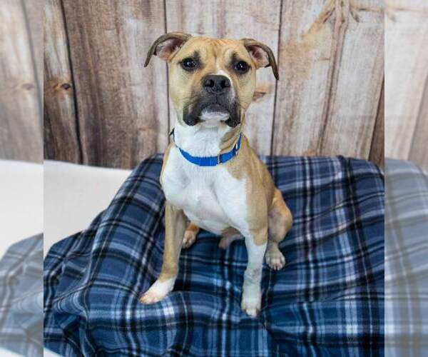 Medium Photo #3 Bull-Boxer Puppy For Sale in Kennesaw, GA, USA