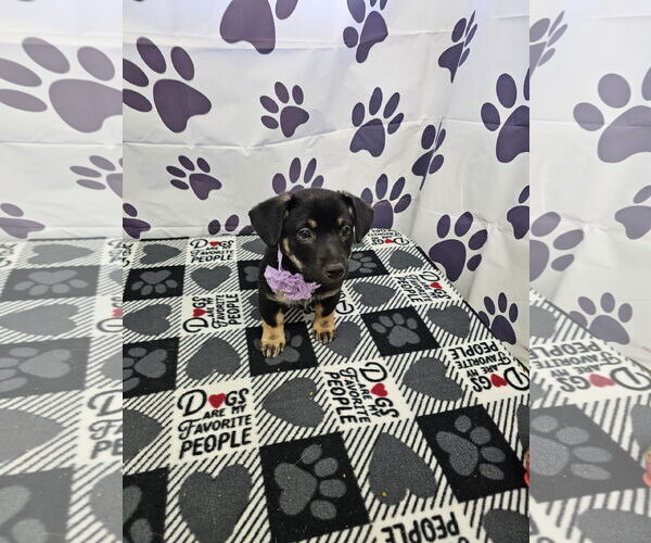 Medium Photo #1 Jack Chi Puppy For Sale in Metairie, LA, USA