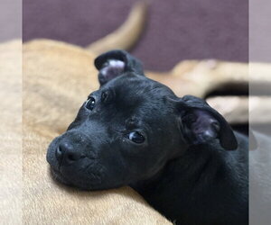 Mutt Dogs for adoption in Evansville, IN, USA