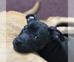 Small Mutt