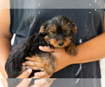 Small #6 Yorkshire Terrier