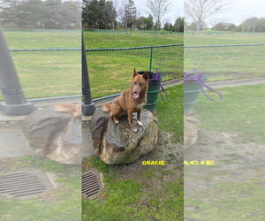 GRACIE & LEONA - Female Australian Kelpie-Siberian Husky Mix Dog for Adoption - Photo #11