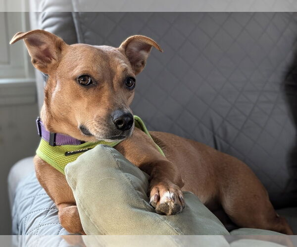 Medium Photo #1 Mutt Puppy For Sale in Mundelein, IL, USA