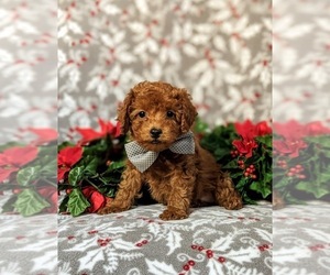 Poodle (Miniature) Puppy for sale in PEACH BOTTOM, PA, USA