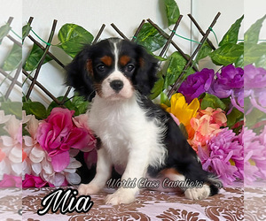 Cavalier King Charles Spaniel Puppy for sale in MIAMI, FL, USA