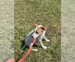 Small #2 Mutt