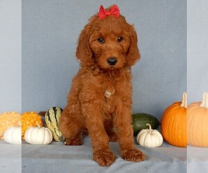 Goldendoodle Puppy for sale in MILLERSBURG, OH, USA
