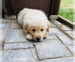 Small Photo #6 Golden Retriever Puppy For Sale in CLOVERDALE, CA, USA