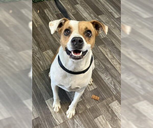Medium Photo #3 Jack Russell Terrier-Unknown Mix Puppy For Sale in Pacolet, SC, USA