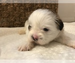 Small Photo #1 Shih Tzu Puppy For Sale in ARDEN, NC, USA