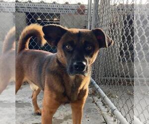 Collie Dogs for adoption in DuQuoin, IL, USA