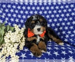 Small Photo #9 Bernedoodle (Miniature) Puppy For Sale in OXFORD, PA, USA