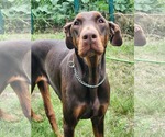 Small Photo #2 Doberman Pinscher Puppy For Sale in Buffalo, MN, USA
