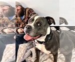 Small American Pit Bull Terrier-American Staffordshire Terrier Mix