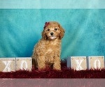 Puppy Sierra AKC Poodle (Miniature)