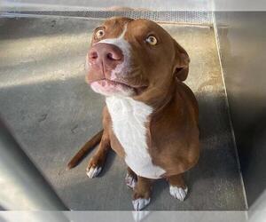 Staffordshire Bull Terrier-Unknown Mix Dogs for adoption in Orange, CA, USA