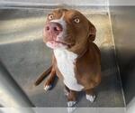 TAKOYAKI - Male Staffordshire Bull Terrier-Unknown Mix Dog for Adoption - Small photo