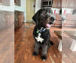 Small Photo #6 Saint Berdoodle Puppy For Sale in BROWNSTOWN, IN, USA