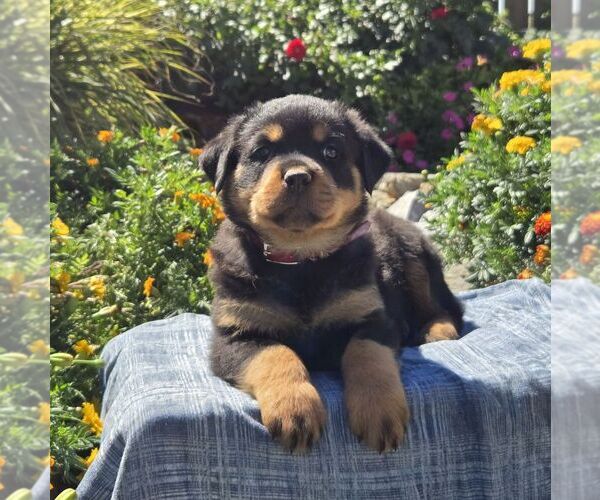 Medium Photo #3 Rottweiler Puppy For Sale in SHIPPENSBURG, PA, USA