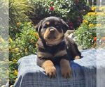 Nora - Female Rottweiler Puppy for Sale - Photo #3