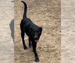 Small Photo #4 Mutt Puppy For Sale in Minneapolis, MN, USA
