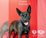 Small #1 German Shepherd Dog