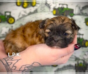 Mal-Shi Puppy for sale in WINNSBORO, LA, USA