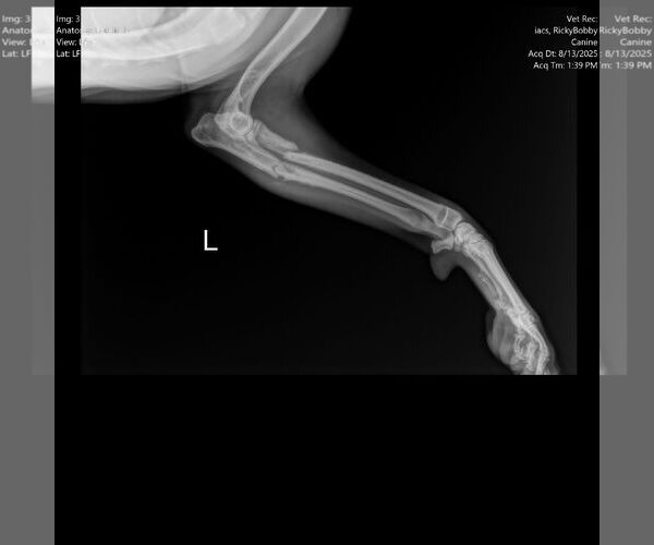 Medium Photo #4 Boxer Puppy For Sale in Burnsville, MN, USA