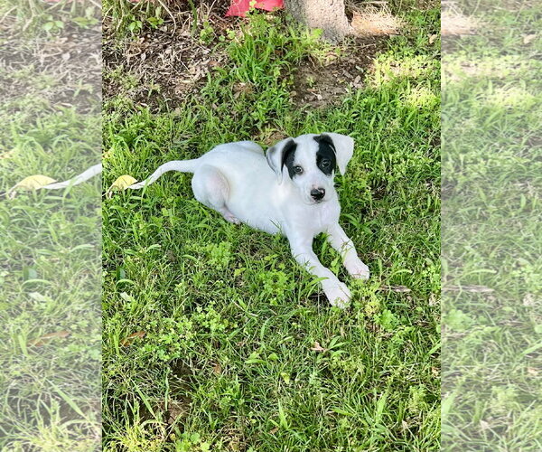 Medium Photo #1 Labrador Retriever-Unknown Mix Puppy For Sale in Rockaway, NJ, USA