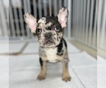 Small Photo #1 French Bulldog Puppy For Sale in VILLA PARK, IL, USA